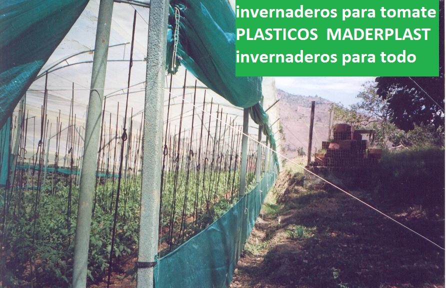 Invernadero para tomates en estructura de madera plástica maderplast invernadero en metal plástico invernadero de tomate vidrio plástico aluminio plástico invernadero de tomateras y tomates 006 Invernadero para tomates en estructura de madera plástica maderplast invernadero en metal plástico invernadero de tomate vidrio plástico aluminio plástico invernadero de tomateras y tomates 006